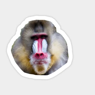 Baboon Sticker